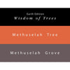 Colorverse Methuselah Tree - Light Brown - Methuselah Grove - Dark Brown - Fountain Pen Ink 57 - 58 Earth Edition, 65ml - 15ml - 2 Bottle Set, Dye-Based, Nontoxic, Made In Korea